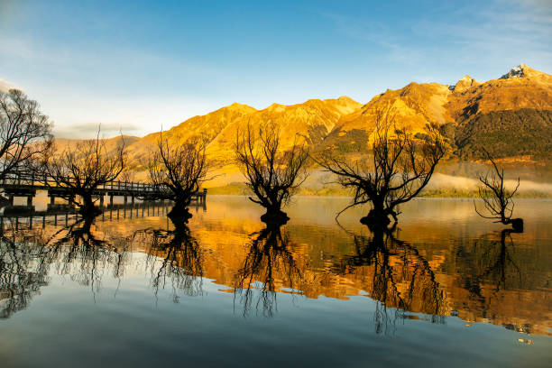 Famous willow trees growing out of the water