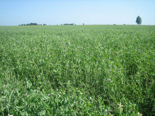 istock A flat, clear field of uncut grass on a clear, cloudless day. 1291847208