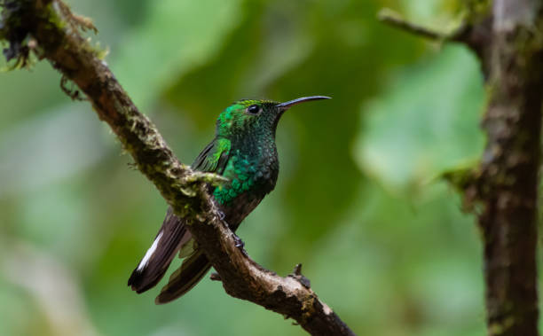istock Brilliant Green Hummingbird Perched on Branch in Rain Forest 1291849210