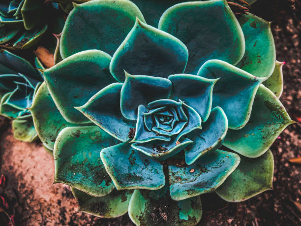 istock Succulent plant cacti succulents 1291849338