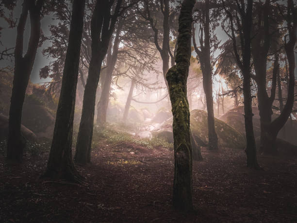 istock Mystical forest fog foggy 1291850018