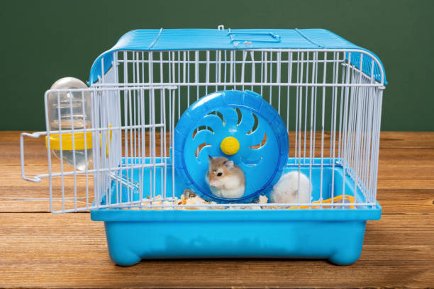 2つの小さなハムスターとケージ - mouse cage ストックフォトと画像