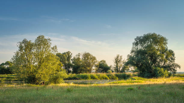 istock Wetlands and small lake sounded by forest at summer sunset 1291850657