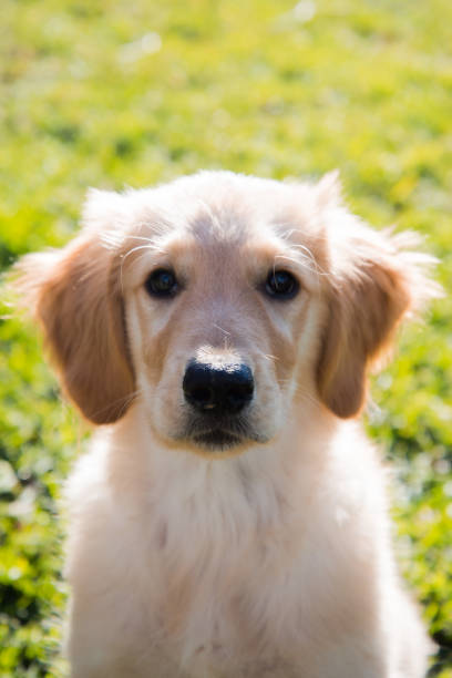 istock Cute puppy at the park 1291851434