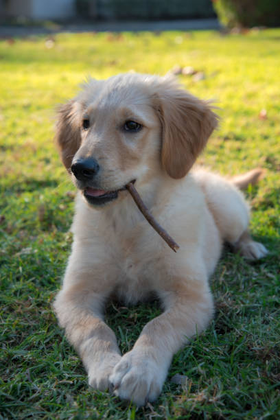 istock Cute puppy at the park 1291851438