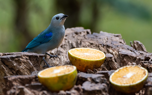 The blue grey tanager has found citrus fruits at the bird feeder in the rain forest of Costa Rica.