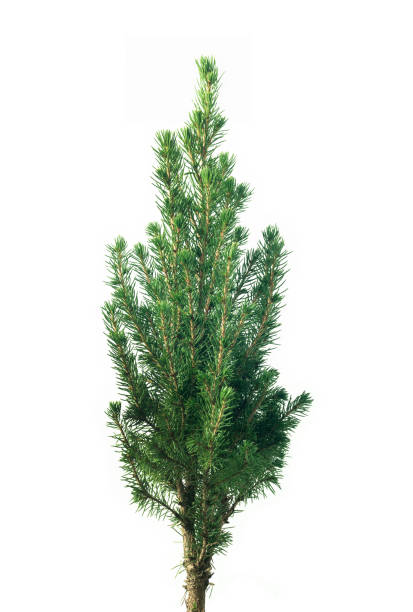 istock Christmas Fir Tree isolated on white 1291854977