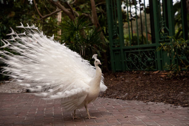 istock Prancing male white peacock Pavo cristatus 1291855771