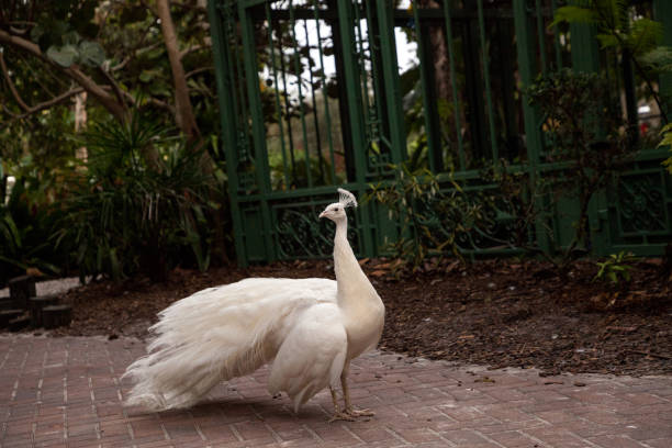 istock Prancing male white peacock Pavo cristatus 1291855863