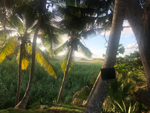 istock Landscape of Palms 1291855870