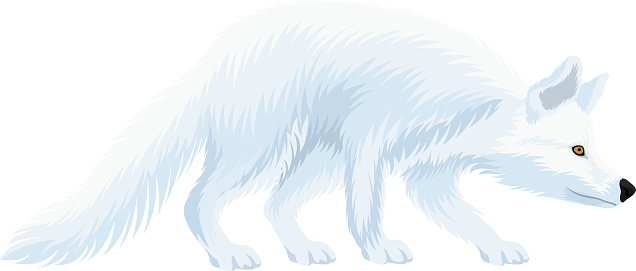 vector White arctic fox illustrations