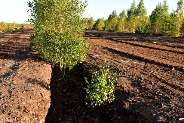 istock Landscape on peatlands where being development of the peat 1291856772