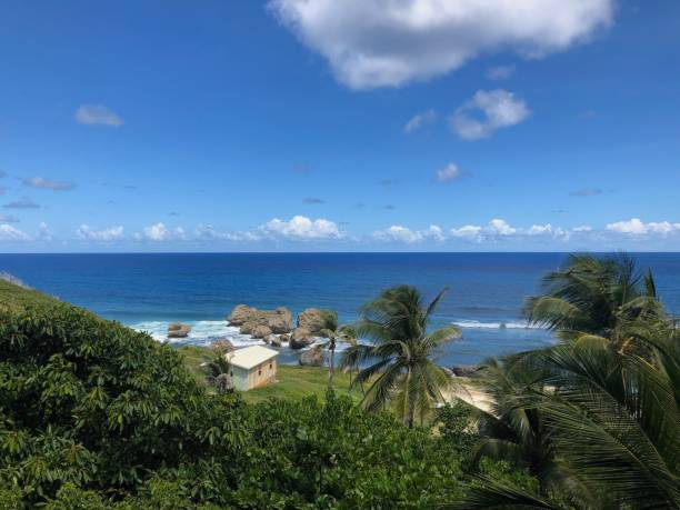 istock Barbados Lush Greenery & Waving Palms & endless horizon 1291857408