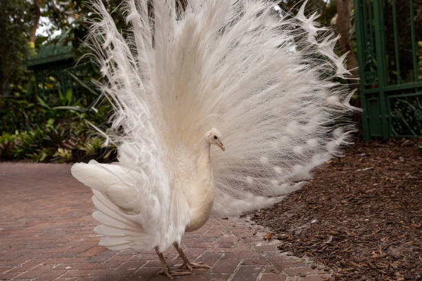 istock male white peacock Pavo cristatus 1291857459