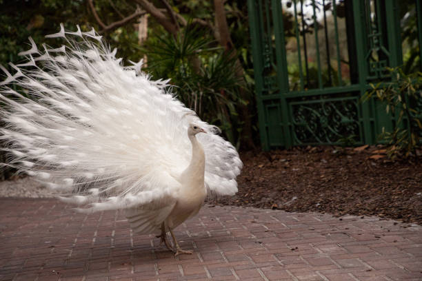 istock male white peacock Pavo cristatus 1291857611
