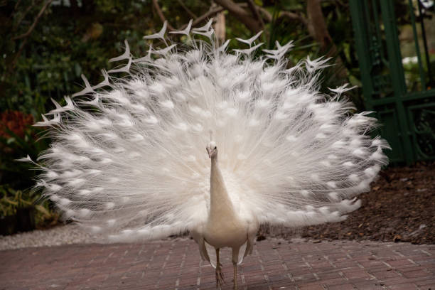istock male white peacock Pavo cristatus 1291858129