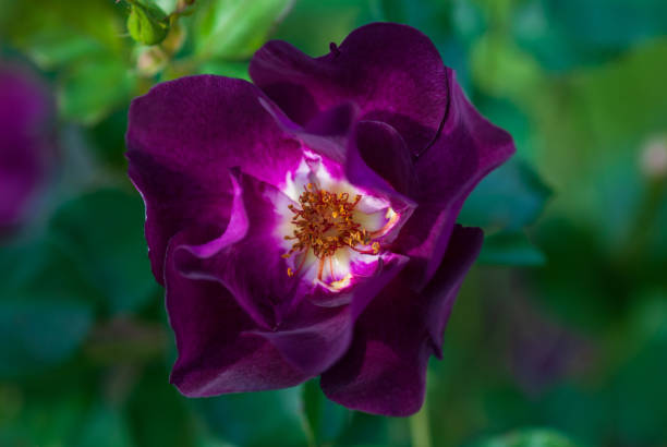 istock Dark purple semi-double shrub rose (Route 66 breed) by Carruth, USA 1291859043