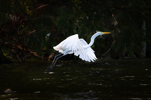 Egret on Reelfoot lake in Tennessee during the summer