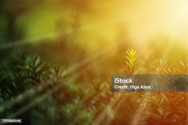 Evergreen Stock Photo - Download Image Now - Christmas, Hope - Concept, Backgrounds