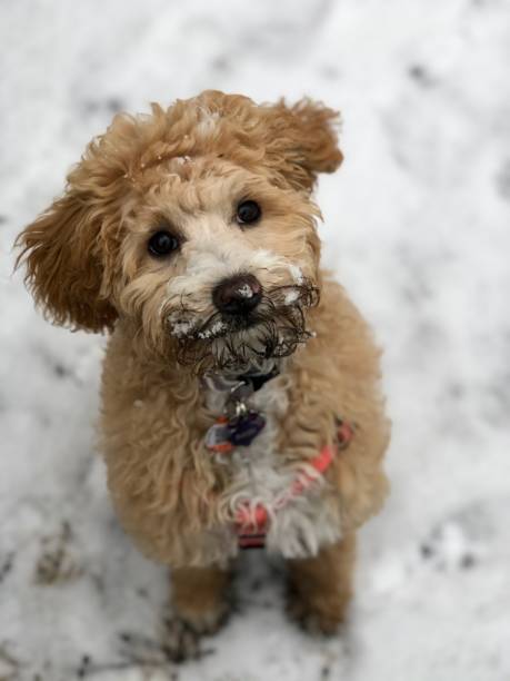 istock Muddy Labradoodle Puppy in the Snow 1291863193