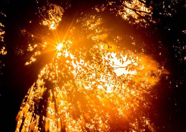 istock Tree with sun ray in the morning 1291864605