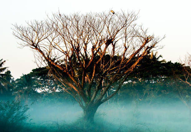 View of  dead tree in the morning