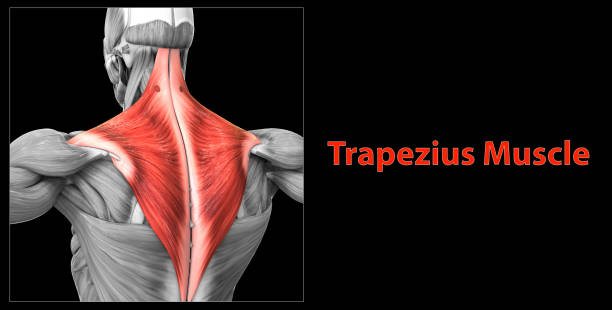 istock Human Muscular System Torso Muscles Trapezius Muscle Anatomy 1291865312