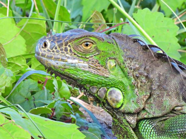 istock Green Iguana's (Iguana iguana) portrait 1291866761