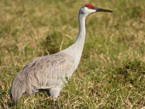 istock Sandhill Crane (Grus Canadensis) in a field 1291866869