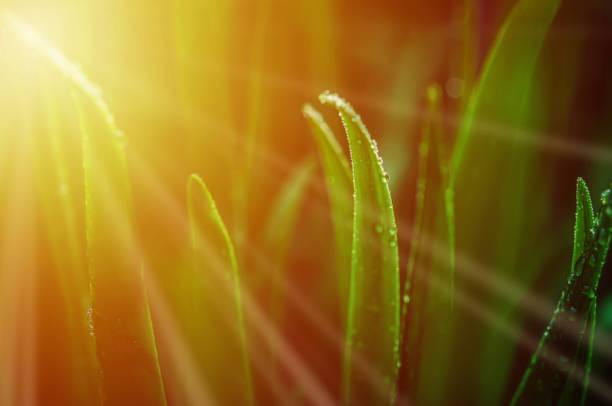 istock Sun kissed plant 1291867622