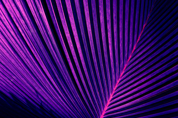 istock dark abstract background, striped natural pattern, purple neon toned 1291867637