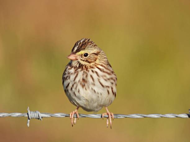 savannah sparrow (passerculus sandwichensis) encaramada en alambre de púas en florida - passerculus fotografías e imágenes de stock