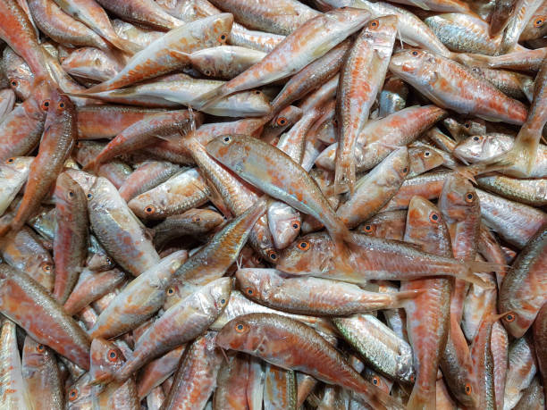 istock red mullet, fresh fish at the market, 1291867650