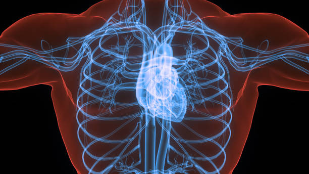 анатомия сердца кровеносной системы человека - pulse trace human cardiovascular system heart shape heart disease стоковые фото и изображения