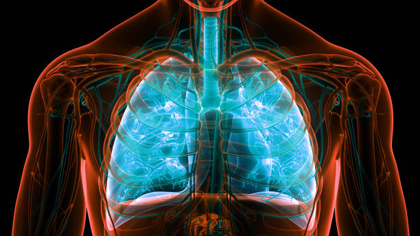 ヒト呼吸器系肺解剖学 - human lung tuberculosis bacterium emphysema human trachea ストックフォトと画像