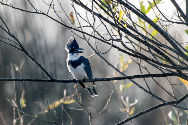 istock Southern California bird on alert. 1291869092