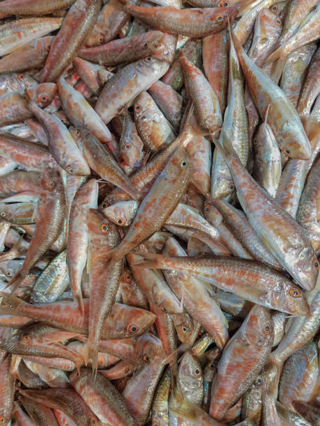 istock red mullet, fresh fish at the market, 1291870450