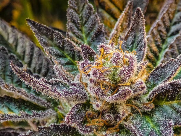 Trichomes in Purple The amazing colorful cannabis thats grown in a greenhouse . hemp photos stock pictures, royalty-free photos & images