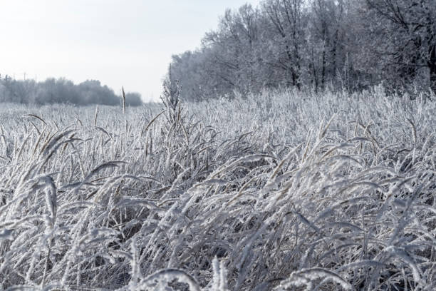 istock Morning fresh frost 1291878514