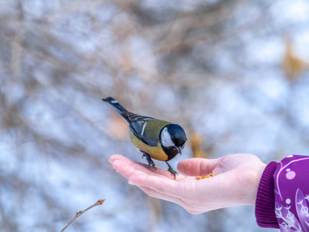 istock Girl feeds a tit from a palm. 1291878735