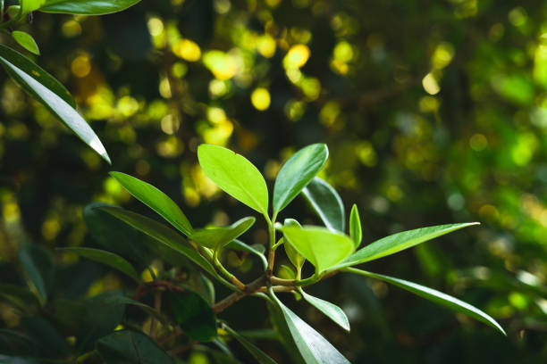 istock New spring,Green leaves in nature With evening light 1291880283
