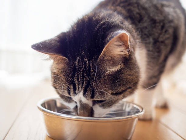 istock Cat eating from bowl on floor indoors 1291880426