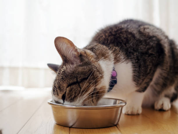 istock Cat eating from bowl on floor indoors 1291880427