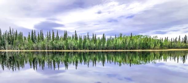 riflesso alberato della foresta in alaska - spring forest scenics reflection foto e immagini stock