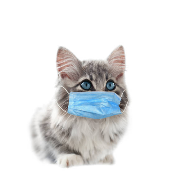 istock Sitting gray kitten in a mask on white background. Covid-19 prevention. 1291883055