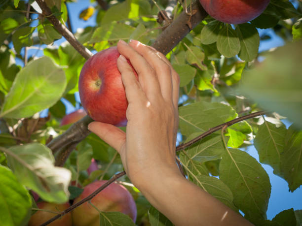 istock Woman hand picking a red ripe apple from a tree 1291885643