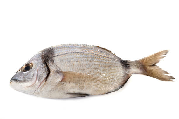 istock Diplodus vulgaris 1291885783