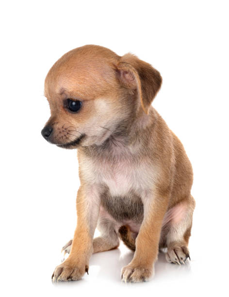 istock little chihuahua 1291885803