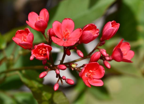 istock Bright pink tropical flowers in full bloom 1291888776