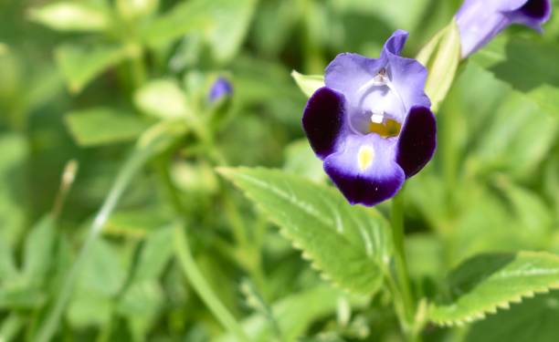 istock Bright purple wild orchid flower in full bloom 1291888781